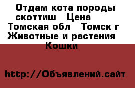 Отдам кота породы скоттиш › Цена ­ 10 - Томская обл., Томск г. Животные и растения » Кошки   